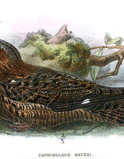 贝氏夜鹰 / Bates’s Nightjar / Caprimulgus batesi