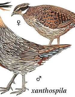 勺鸡 / Koklass Pheasant / Pucrasia macrolopha
