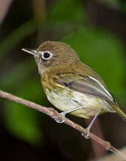 橄榄色哑霸鹟 / Eye-ringed Tody-Tyrant / Hemitriccus orbitatus