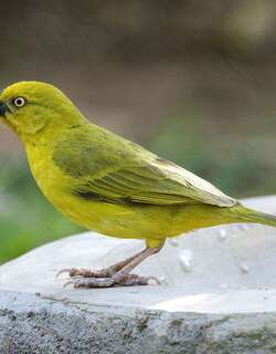 大金织雀 / Holub’s Golden Weaver / Ploceus xanthops