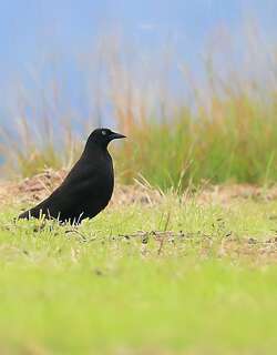 巨牛鹂 / Giant Cowbird / Molothrus oryzivorus