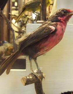 鸫唐纳雀 / Rosy Thrush-tanager / Rhodinocichla rosea