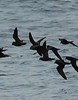 美州黑叉尾海燕 / Black Storm Petrel / Oceanodroma melania