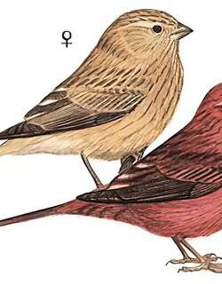 酒红朱雀 / Vinaceous Rosefinch / Carpodacus vinaceus