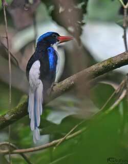 普通仙翡翠 / Common Paradise Kingfisher / Tanysiptera galatea