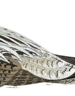新喀毛腿夜鹰 / New Caledonian Nightjar / Eurostopodus exul