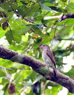 灰胸鹟 / Ashy-breasted Flycatcher / Muscicapa randi