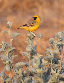 橙澳䳭 / Orange Chat / Epthianura aurifrons