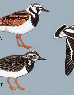 翻石鹬 / Ruddy Turnstone / Arenaria interpres