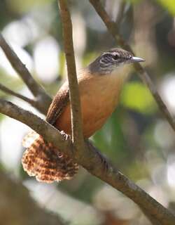 黄胸苇鹪鹩 / Buff-breasted Wren / Cantorchilus leucotis