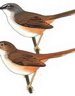 暗冕鹪莺 / Rufescent Prinia