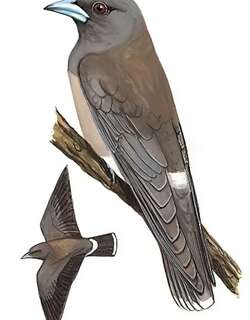 灰燕鵙 / Ashy Woodswallow / Artamus fuscus