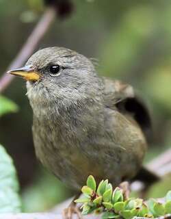 尖嘴雀鹀 / Peg-billed Finch / Acanthidops bairdi
