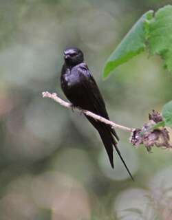蓝锯翅燕 / Black Saw-wing / Psalidoprocne pristoptera