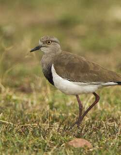 黑翅麦鸡 / Black-winged Lapwing / Vanellus melanopterus