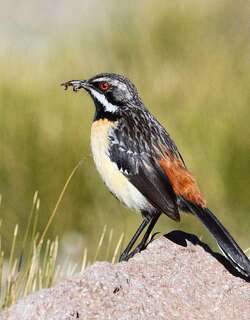 橙胸岩鸫 / Drakensberg Rockjumper / Chaetops aurantius