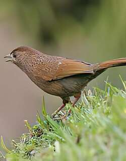 丽星噪鹛 / Bhutan Laughingthrush / Trochalopteron imbricatum