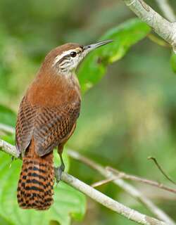 长嘴苇鹪鹩 / Long-billed Wren / Cantorchilus longirostris