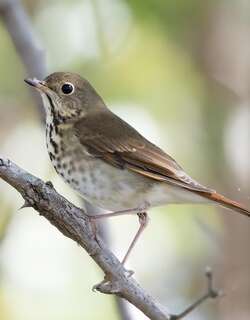 隐夜鸫 / Hermit Thrush / Catharus guttatus