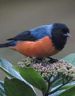 蓝背锥嘴雀 / Blue-backed Conebill / Conirostrum sitticolor