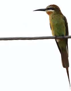 马岛蜂虎 / Olive Bee-eater / Merops superciliosus