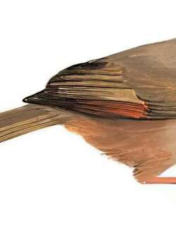 灰冠鸦雀 / Przevalski’s Parrotbill / Sinosuthora przewalskii