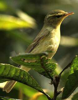 绿柳莺 / Green Warbler / Phylloscopus nitidus