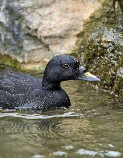 普通海番鸭 / Common Scoter / Melanitta nigra