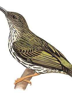 纹背捕蛛鸟 / Streaked Spiderhunter / Arachnothera magna