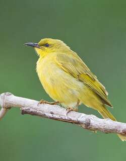 黄吸蜜鸟 / Yellow Honeyeater / Stomiopera flava