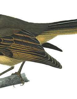 褐冠扇尾鹟 / Brown-capped Fantail / Rhipidura diluta