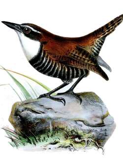 斑翅鹪鹩 / Wing-banded Wren / Microcerculus bambla