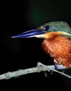 棕腹绿鱼狗 / Green-and-rufous Kingfisher / Chloroceryle inda