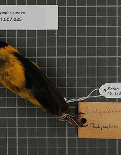 黄背啸鹟 / Golden-backed Whistler / Pachycephala aurea