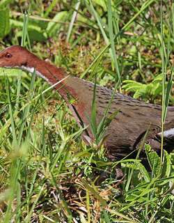 白喉秧鸡 / White-throated Rail / Dryolimnas cuvieri