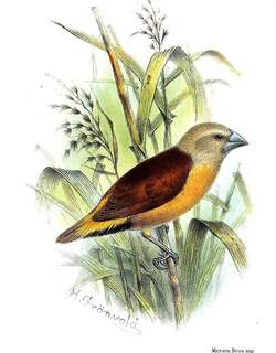 黄尾文鸟 / Yellow-rumped Mannikin / Lonchura flaviprymna