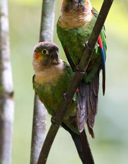 白颈鹦哥 / White-breasted Parakeet / Pyrrhura albipectus