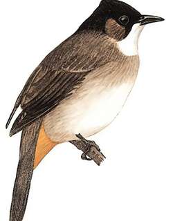 黄臀鹎 / Brown-breasted Bulbul / Pycnonotus xanthorrhous