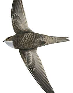 伯氏雨燕 / Forbes-Watson’s Swift / Apus berliozi