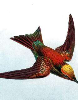 绿尾翠蜂鸟 / Green-tailed Emerald / Chlorostilbon alice