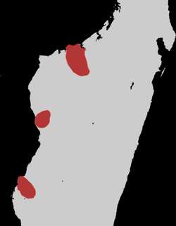 马岛苦恶鸟 / Sakalava Rail / Zapornia olivieri