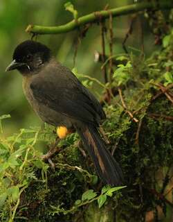 黄踝饰雀 / Yellow-thighed Brushfinch / Atlapetes tibialis