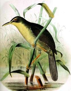 帕劳树莺 / Palau Bush Warbler / Horornis annae