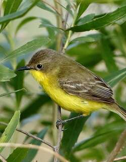 南美多拉霸鹟 / Dinelli’s Doradito / Pseudocolopteryx dinelliana