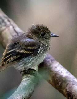 亚马孙黑霸鹟 / Amazonian Black Tyrant / Knipolegus poecilocercus