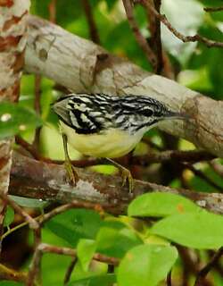 姬蚁鹩 / Pygmy Antwren / Myrmotherula brachyura