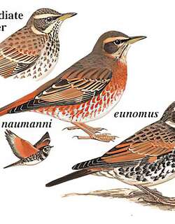红尾鸫 / Naumann’s Thrush / Turdus naumanni