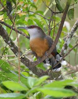 牙买加蜥鹃 / Jamaican Lizard Cuckoo / Coccyzus vetula
