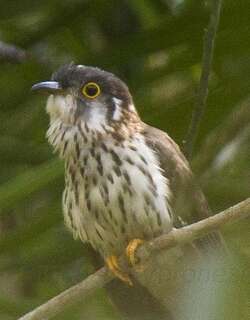 小鹰鹃 / Moustached Hawk-Cuckoo / Hierococcyx vagans
