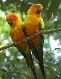 金黄鹦哥 / Sun Parakeet / Aratinga solstitialis